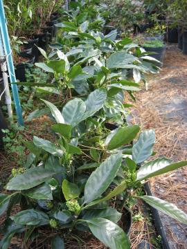 Acuba 3 gal