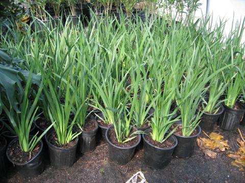 African Iris