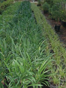 Agapanthus - blue