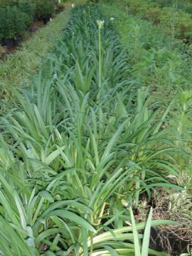 Agapanthus