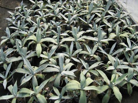Agave