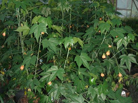 Albutililon with blooms