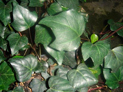 algerain ivy