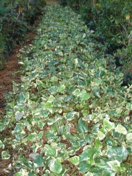 Algerian ivy - variegated