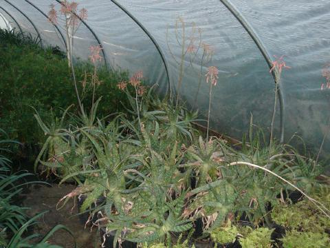 Aloe with blooms