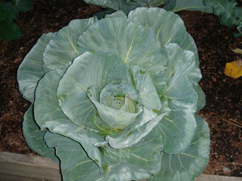 Cabbage patch