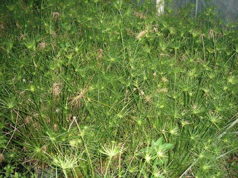 dwarf papyrus plant