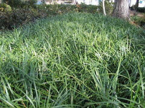 Evergreen Giant