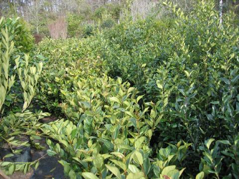 Evergreen shrubs