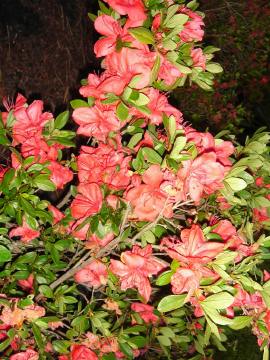 Fashion Azalea