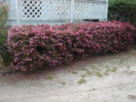 Loropetalum hedge