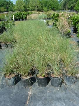 Muhly grass #3