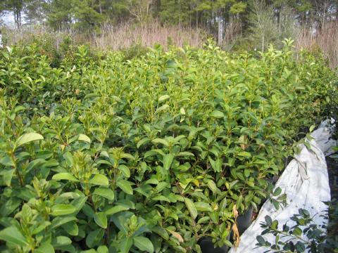 Viburnum Odoratissimum