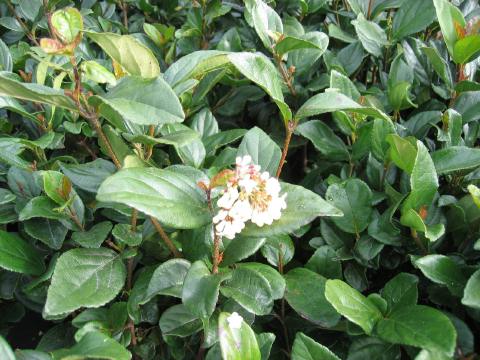 Viburnum Suspensum bloom