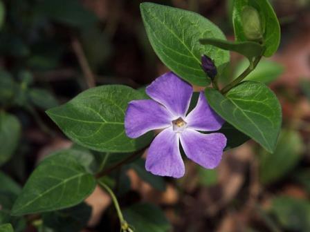 vinca major - green