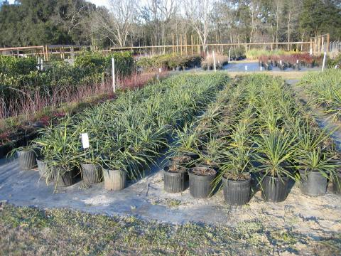 Yucca filamentosa