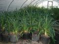 African Iris