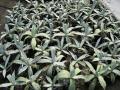 Agave