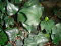 algerain ivy
