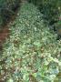 Algerian ivy - variegated