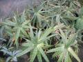 Aloe