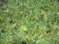 Autumn fern