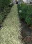 Aztec grass new crop