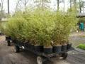 Bamboo