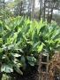 Banana tree