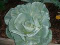 Cabbage patch