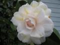 Camelia bloom
