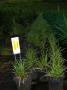 Carex