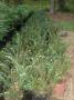 Cephalotaxus - upright #3