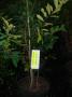 Cherry laurel