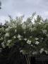 crape myrtle