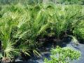 European Fan Palms #7
