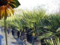 Fan Palms