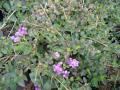 Lavender Lantana
