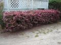 Loropetalum hedge