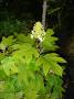 Oakleaf hydrangea