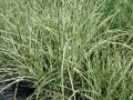 Variegated miscanthus #3