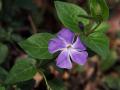 vinca major - green